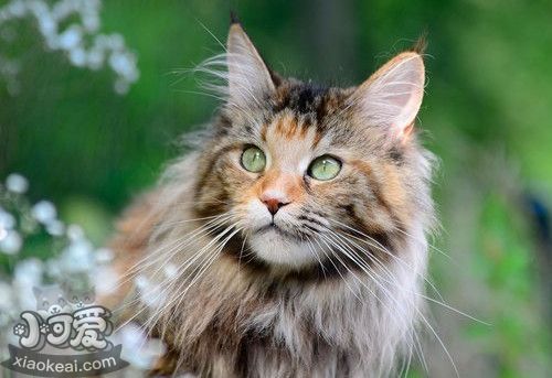 緬因貓犯錯怎么辦 貓咪犯錯訓練方法