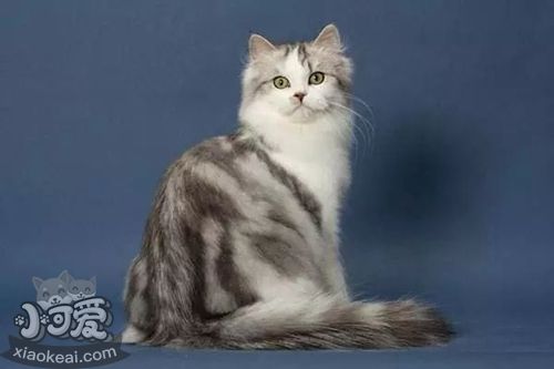 如何讓襤褸貓乖巧聽話 襤褸貓訓練方法