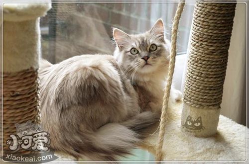 襤褸貓不聽話怎么辦 貓咪不聽話訓(xùn)練技巧