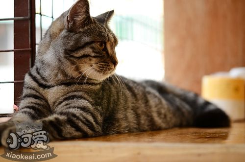 如何訓練美國短毛貓聽懂指令 美短指令訓練技巧