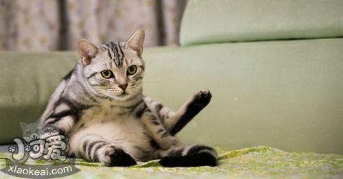 美國短毛貓喜歡抓沙發怎么辦 訓練美短不亂抓沙發