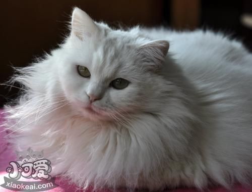 怎么訓練山東獅子貓聽話 乖巧聽話獅子貓訓練法