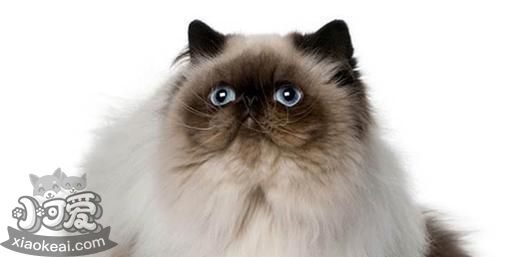 喜馬拉雅貓怎么訓練 貓咪訓練注意事項