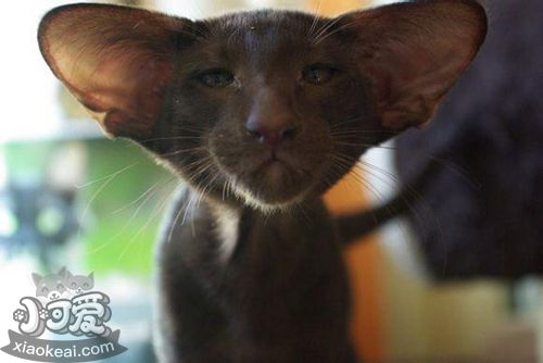 東方短毛貓怕水怎么辦 貓咪怕水訓練技巧