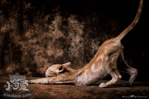 東方短毛貓怎么變乖巧 東方短毛貓訓練技巧