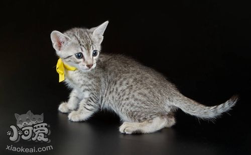 怎么訓練埃及貓用馬桶 詳細的步驟分享