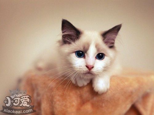 怎么防止伯曼貓亂抓家具 伯曼貓亂抓家具制止方法