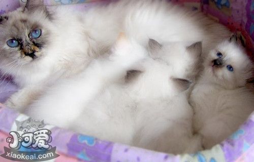 如何訓練伯曼貓聽話 溫柔貓咪訓練養成法