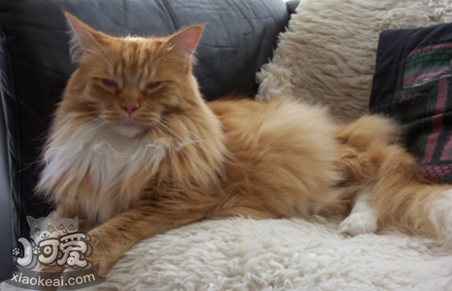 怎么訓練西伯利亞貓不叫 做只安靜的西伯利亞貓