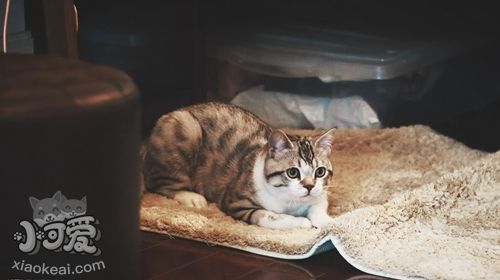 如何訓練美國短尾貓不怕水 短尾貓怕水訓練方法