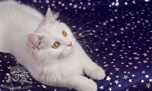 怎么教安哥拉貓游泳 土耳其安哥拉貓游泳教學