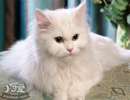 如何訓練安哥拉貓不抓家具