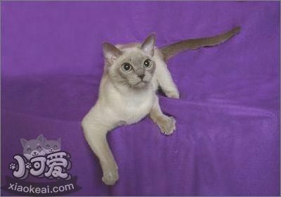 如何訓練東奇尼貓不咬人 東奇尼貓咬人解決辦法