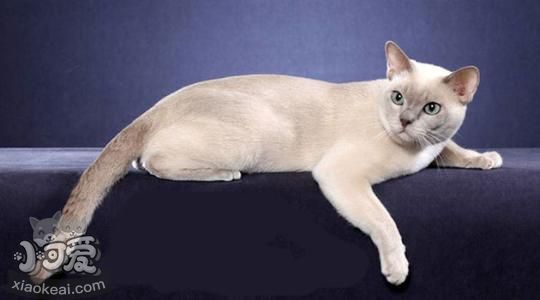 東奇尼貓抓家具怎么辦 東奇尼貓不抓家具訓練