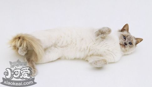 怎么教巴厘貓游泳 巴厘貓游泳訓練