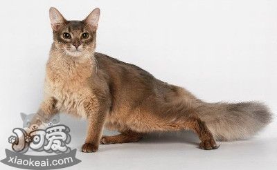 如何訓(xùn)練索馬里貓用貓砂 索馬里貓貓砂使用訓(xùn)練