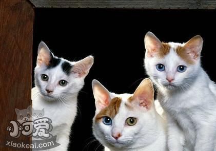 怎么訓練土耳其梵貓不跳上床 土耳其梵貓不跳上床訓練