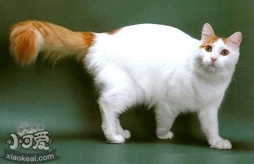 土耳其梵貓不會(huì)游泳怎么辦 土耳其梵貓游泳訓(xùn)練