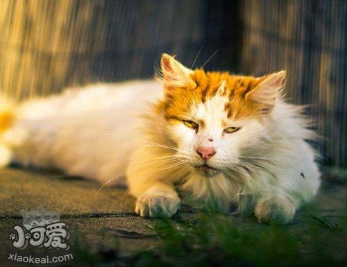 土耳其梵貓?jiān)趺从?xùn)練聽話 土耳其梵貓不聽話解決辦法