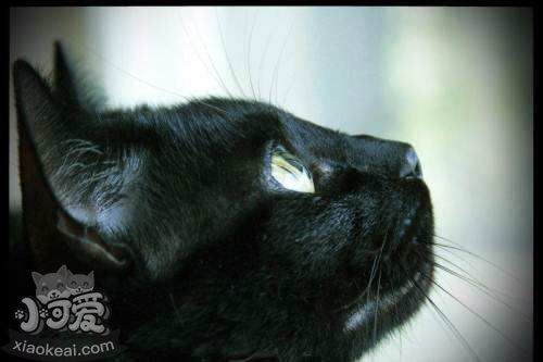 如何訓練孟買貓不亂抓東西 孟買貓亂抓東西解決辦法