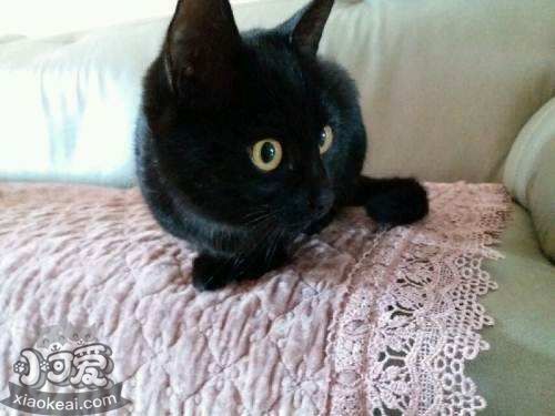 孟買貓咬人怎么辦 孟買貓不咬人訓(xùn)練方法