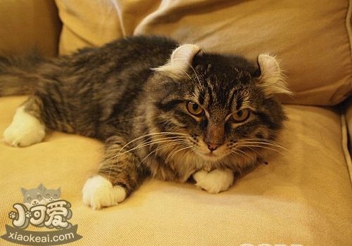 如何調教美國卷耳貓 美國卷耳貓調教手冊