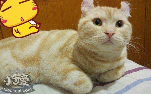 美國(guó)卷耳貓會(huì)游泳嗎 美國(guó)卷耳貓游泳訓(xùn)練