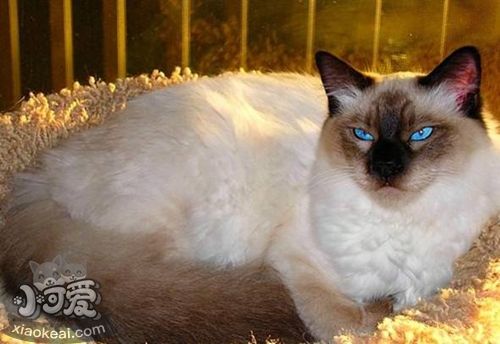 怎么與巴厘貓相處 巴厘貓飼養(yǎng)相處細(xì)節(jié)