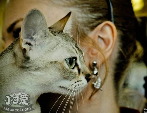 新加坡貓會跳環嗎 新加坡貓跳環訓練