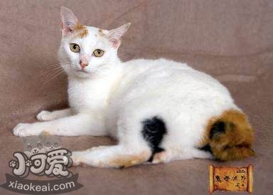 日本短尾貓調皮怎么辦 日本短尾貓乖巧訓練方法