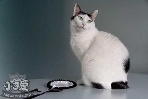 怎么訓練日本短尾貓不叫 日本短尾貓亂叫解決辦法