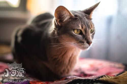 阿比西尼亞貓怎么訓練 阿比西尼亞貓訓練注意事項