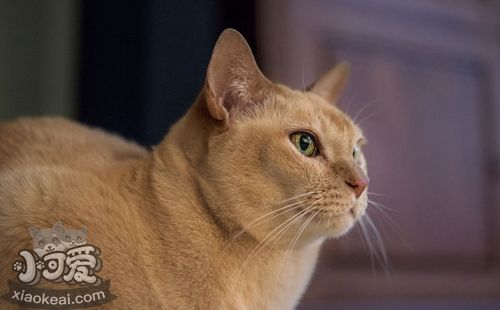 怎么訓(xùn)練緬甸貓取東西 緬甸貓取東西訓(xùn)練