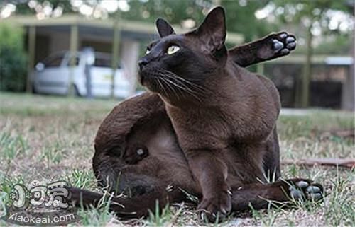 緬甸貓會自己上廁所嗎 緬甸貓上廁所訓練