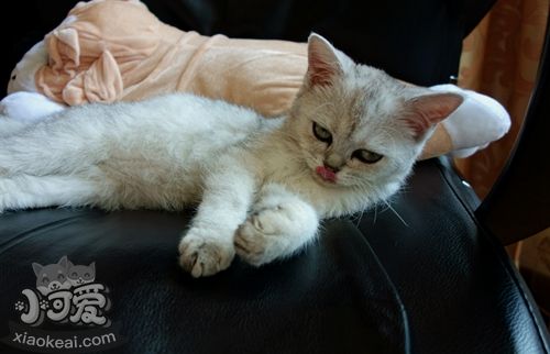 如何訓(xùn)練波米拉貓抓老鼠 波米拉貓抓老鼠訓(xùn)練