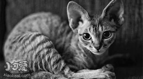 怎樣訓(xùn)練德文卷毛貓大小便 德文卷毛貓上廁所訓(xùn)練