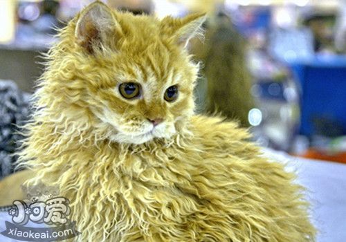 如何訓練德文卷毛貓站起來 德文卷毛貓站立訓練