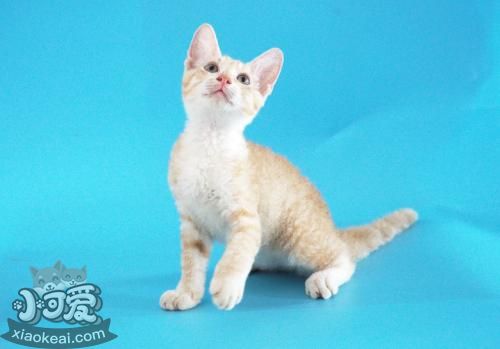 德文卷毛貓會(huì)咬人怎么辦 德文卷毛貓不咬人訓(xùn)練