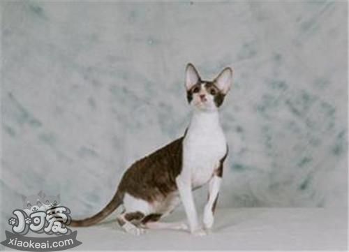 柯尼斯卷毛貓不聽話怎么辦 柯尼斯卷毛貓言聽計從訓練法