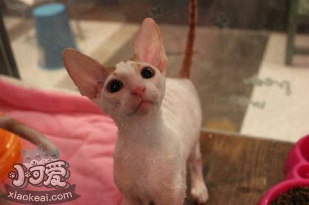 柯尼斯卷毛貓怎么訓練 和其他動物相處訓練