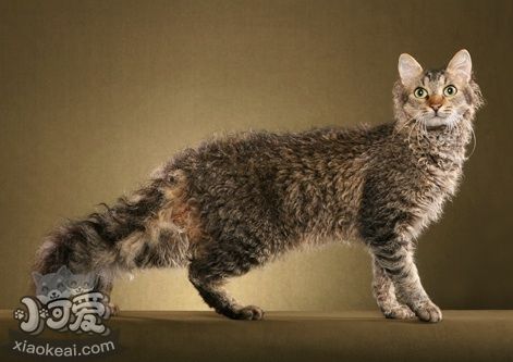 拉邦貓不睡貓窩怎么辦 拉邦貓睡貓窩訓(xùn)練