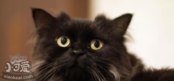 怎么訓練拉邦貓聽指令 拉邦貓聽指令訓練法