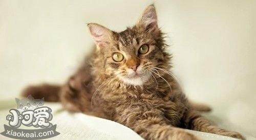 拉邦貓會打滾嗎 拉邦貓打滾訓(xùn)練