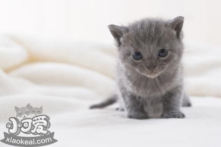 如何防止沙特爾貓抓墻 沙特爾貓不抓墻訓練方法