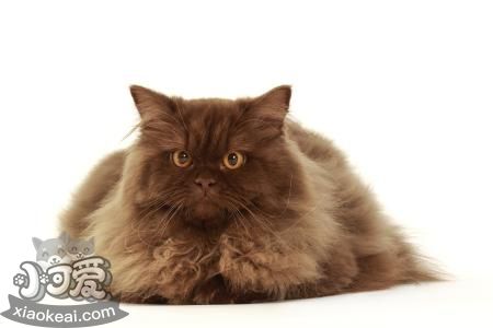 英國(guó)長(zhǎng)毛貓怕水怎么辦 英國(guó)長(zhǎng)毛貓怕水解決辦法