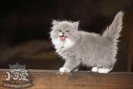 英國長毛貓會打滾嗎 英國長毛貓打滾訓練