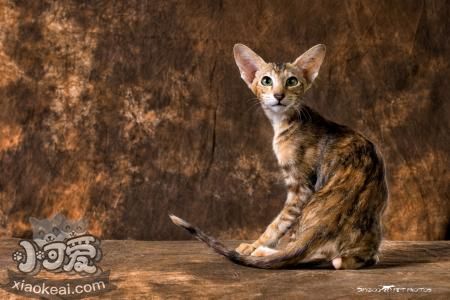 東方貓如何訓練 東方貓訓練方法