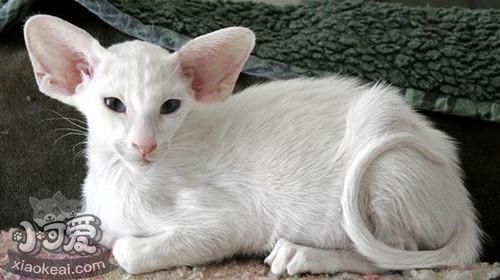 如何訓練東方貓睡在固定地方 東方貓睡覺訓練