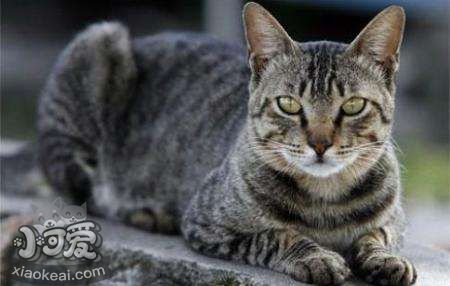 如何訓(xùn)練美國剛毛貓裝死 美國剛毛貓裝死訓(xùn)練