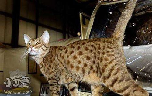 怎么與奧西貓相處 奧西貓相處訓(xùn)練